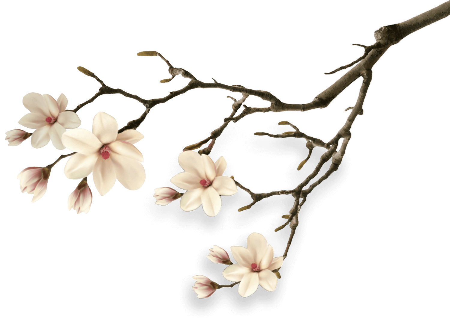 Kolagēna dzēriens magnolia